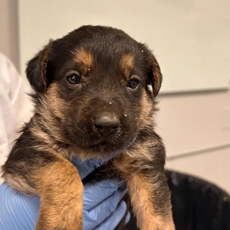 A baby small-sized male Mixed Breed dog named Root Beer for adoption in Greenville, SC