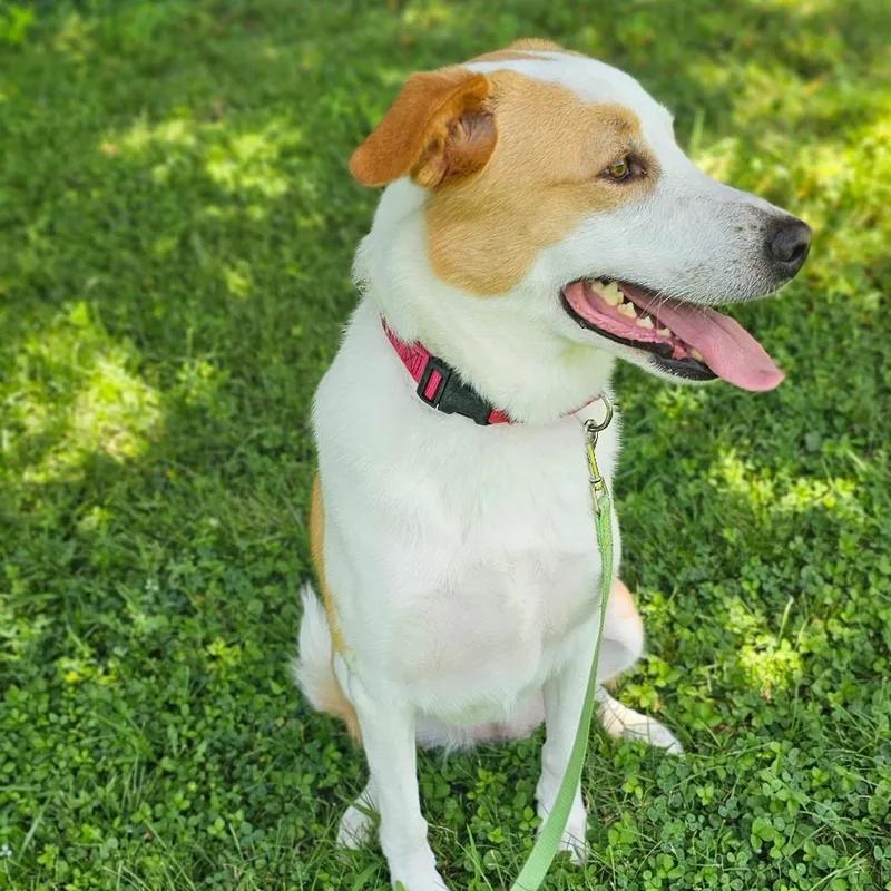 An adult large-sized female Great Pyrenees dog named Winter Grace for adoption in Tulsa, OK