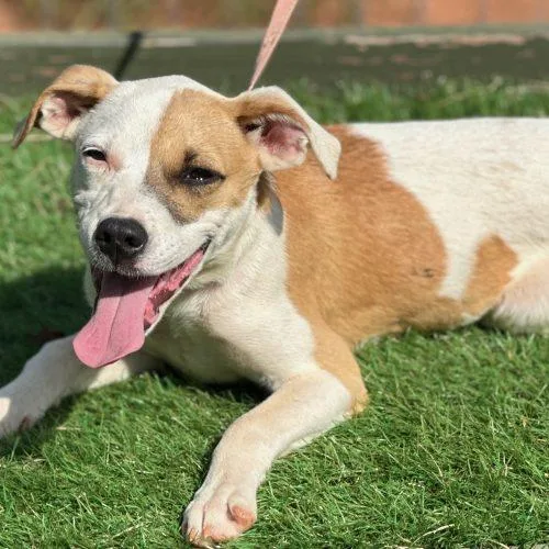 A baby small-sized female Brown / Chocolate Mixed Breed dog named Lita for adoption in Bellmawr, NJ