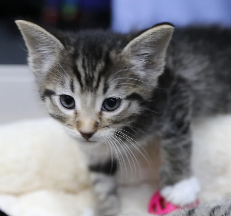 A baby medium-sized male Tabby (Gray / Blue / Silver) Tabby cat named Luke for adoption in Cut Bank, MT