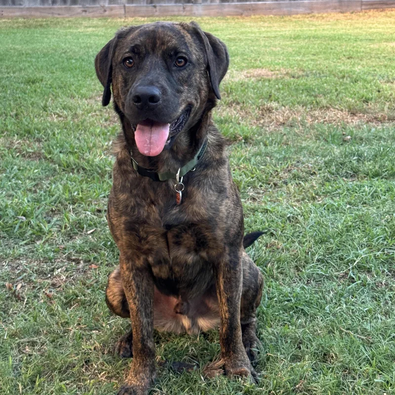 A young large-sized male Brindle American Staffordshire Terrier dog named Binx for adoption in Martinez, CA