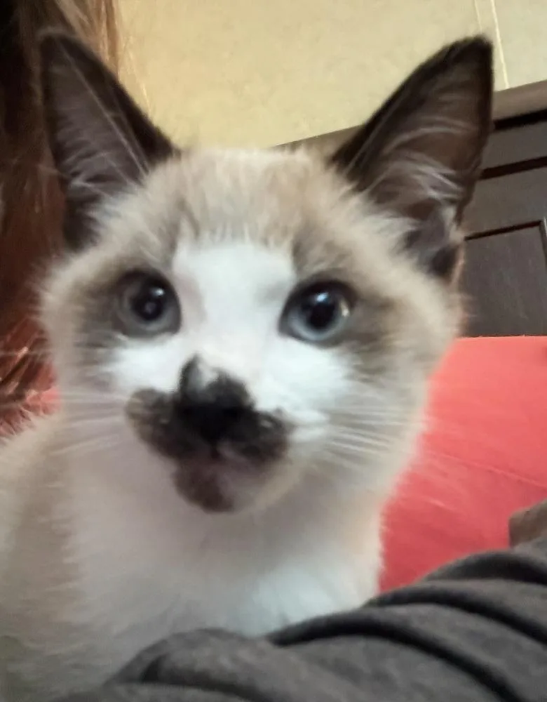 A baby small-sized male Domestic Medium Hair cat named Chai AMo for adoption in Greenville, SC