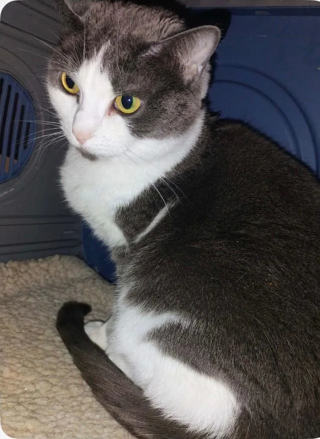 A young medium-sized female Domestic Short Hair cat named Lilly Pad for adoption in Muskegon, MI