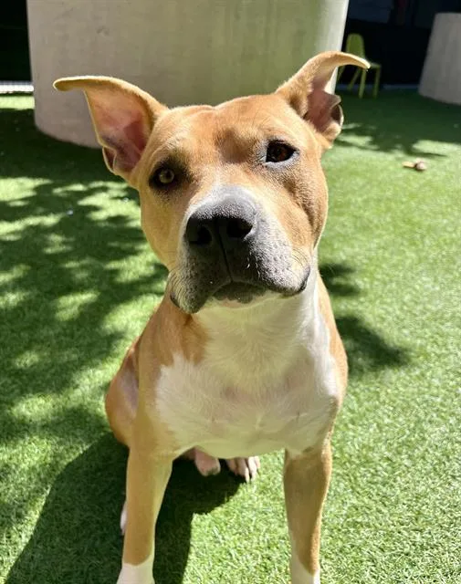 A young medium-sized male Pit Bull Terrier dog named Kangaroo Jack for adoption in San Francisco, CA
