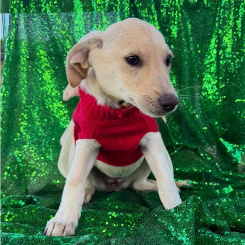 A baby small-sized female Yellow Labrador Retriever dog named Valentina for adoption in Englewood, FL