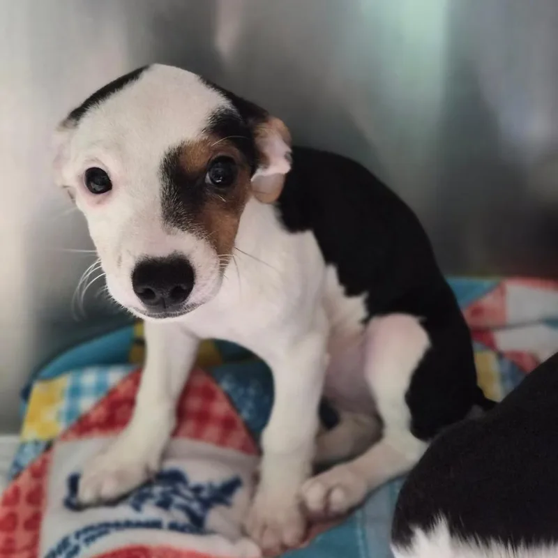 A baby small-sized female White / Cream Dachshund dog named Malasada for adoption in Wahiawa, HI