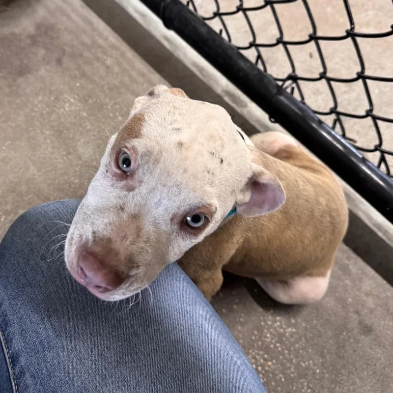 A baby medium-sized male Brown / Chocolate Terrier dog named Cyrax for adoption in Clearwater, FL