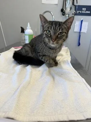 A young medium-sized female Domestic Short Hair cat named Love for adoption in Lafayette, IN