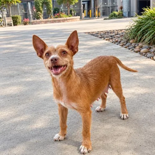 A baby small-sized female Red / Chestnut / Orange Chihuahua dog named Maple for adoption in Lathrop, CA