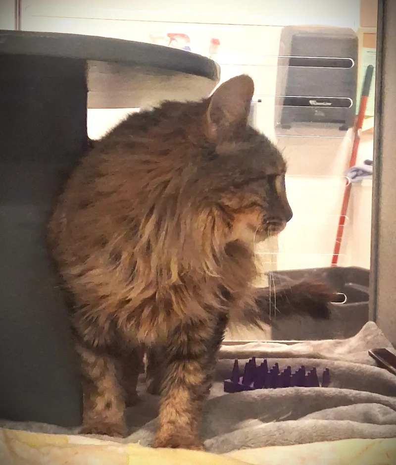 A young medium-sized female Tabby (Brown / Chocolate) Domestic Long Hair cat named Lu Lu @ Petsmart for adoption in Mankato, MN