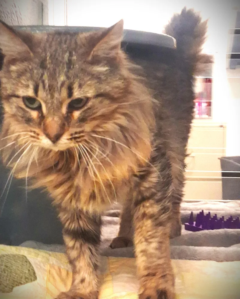 Lu Lu @ Petsmart thumbnail 2