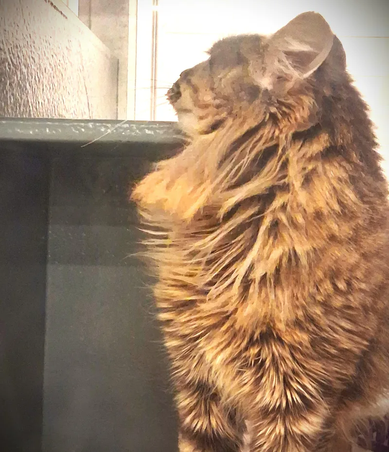 Lu Lu @ Petsmart thumbnail 3