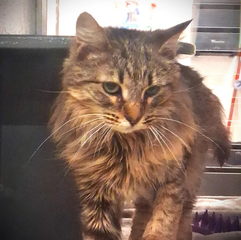 Lu Lu @ Petsmart thumbnail 4
