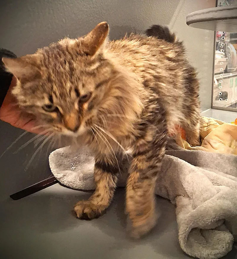 Lu Lu @ Petsmart thumbnail 5