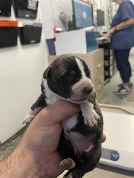 A baby small-sized female Pit Bull Terrier dog named Sophia for adoption in Mobile, AL