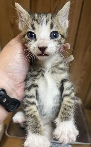 Cat thumbnail 2