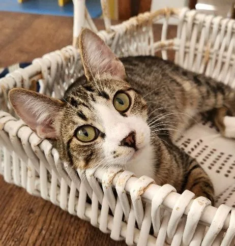 Cat thumbnail 3