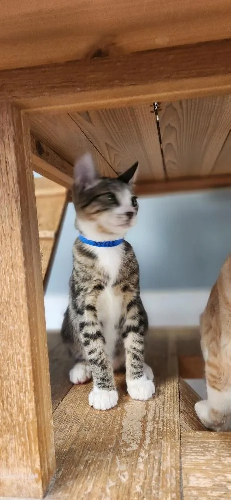 Cat thumbnail 4
