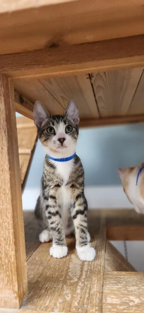 Cat thumbnail 6