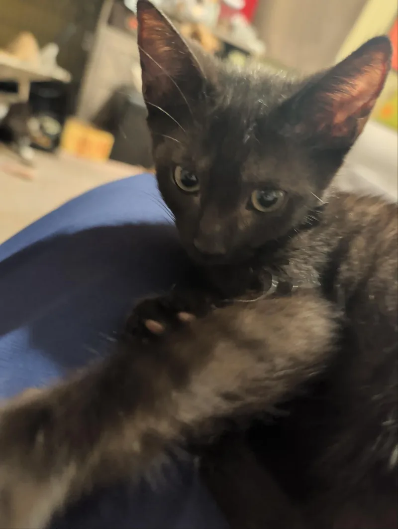 A baby medium-sized male Black Domestic Short Hair cat named Seager for adoption in Palm Harbor, FL