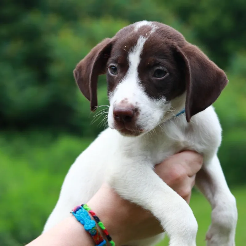 A baby medium-sized male White / Cream Pointer dog named CT Nacho Fries for adoption in Eastford, CT