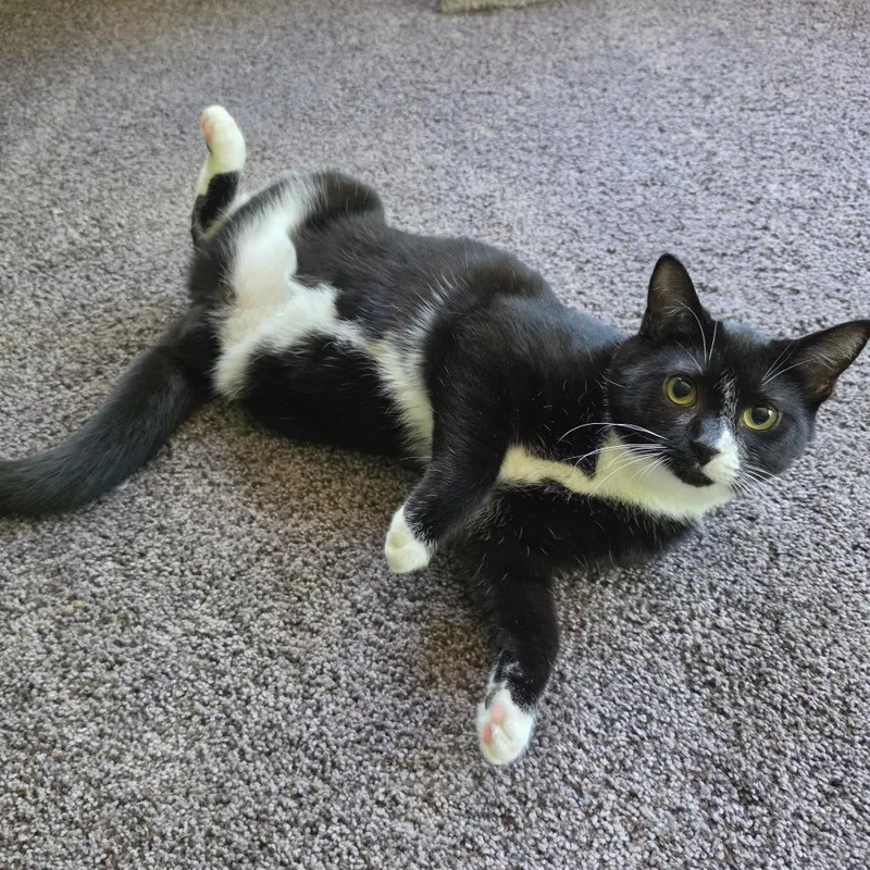 A young medium-sized female Black Domestic Short Hair cat named Charlie for adoption in Pasadena , MD