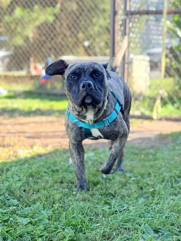 An adult medium-sized female Pit Bull Terrier dog named Zelda for adoption in Skillman, NJ
