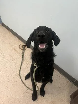 An adult large-sized male Labrador Retriever dog named Bud for adoption in Gulfport, MS