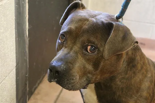 An adult medium-sized male Mixed Breed dog named Shadow for adoption in Columbia, SC