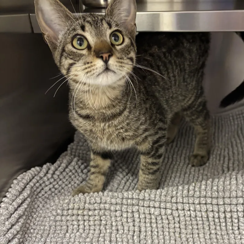 A baby medium-sized male Domestic Short Hair cat named Soldier for adoption in Liberty, MO