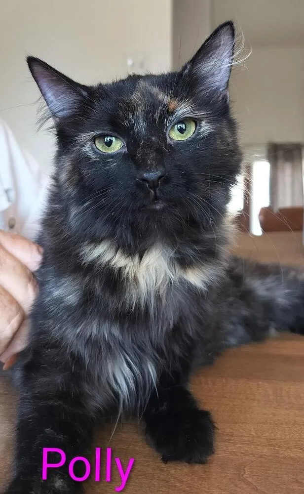Polly