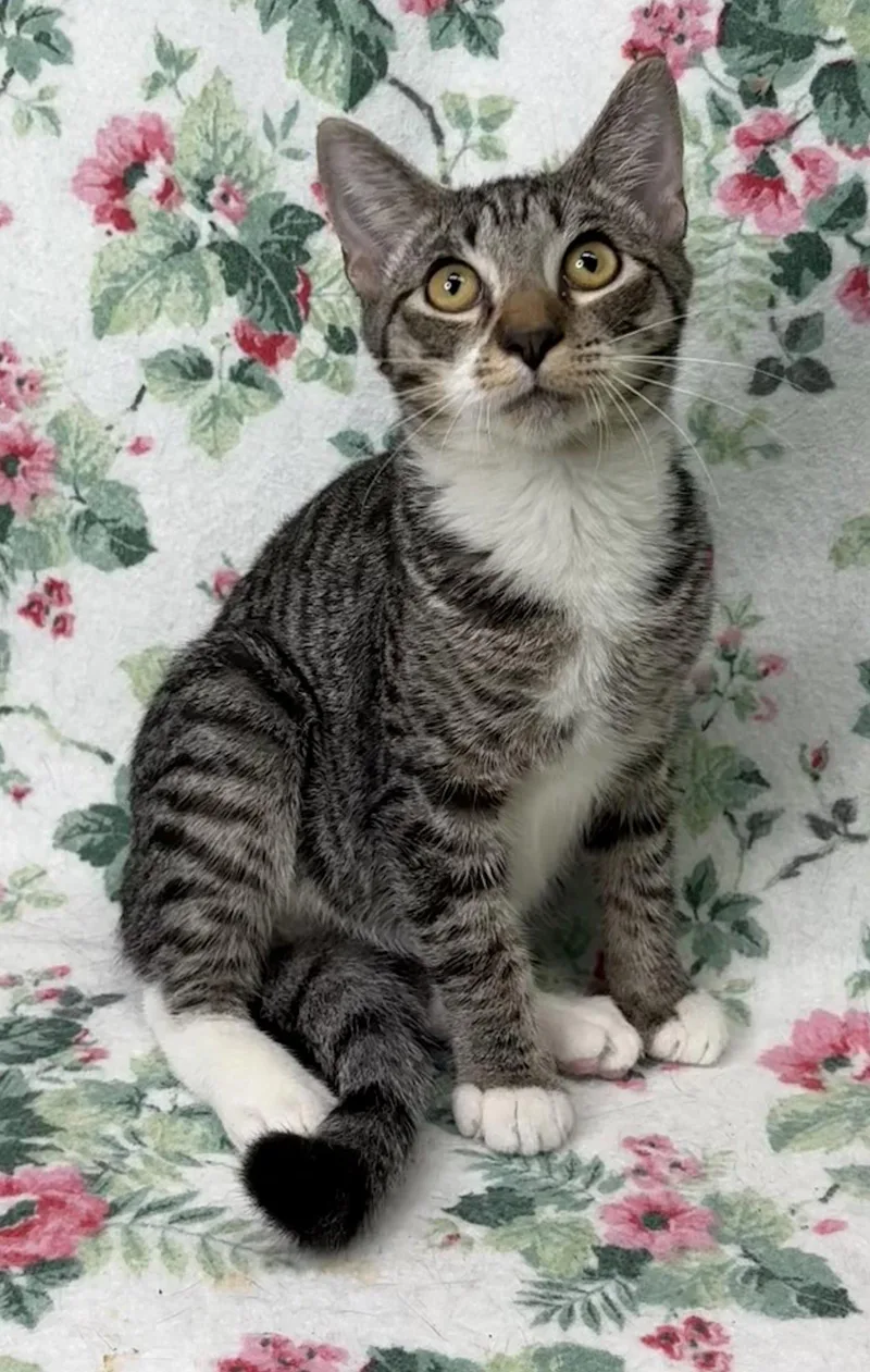 A young medium-sized male Domestic Short Hair cat named Charles for adoption in Wetumpka, AL