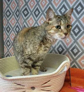 Kumi