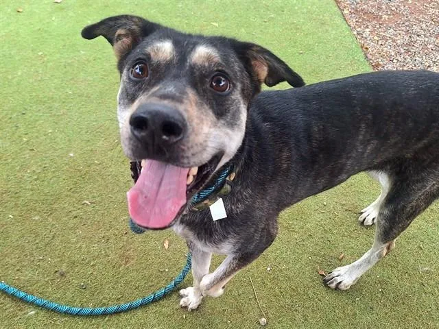 A young large-sized female Australian Kelpie dog named Finch for adoption in Mesa, AZ