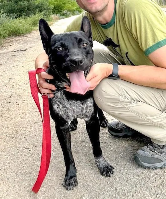 A young medium-sized male Black Pit Bull Terrier dog named Jax for adoption in Southport, CT
