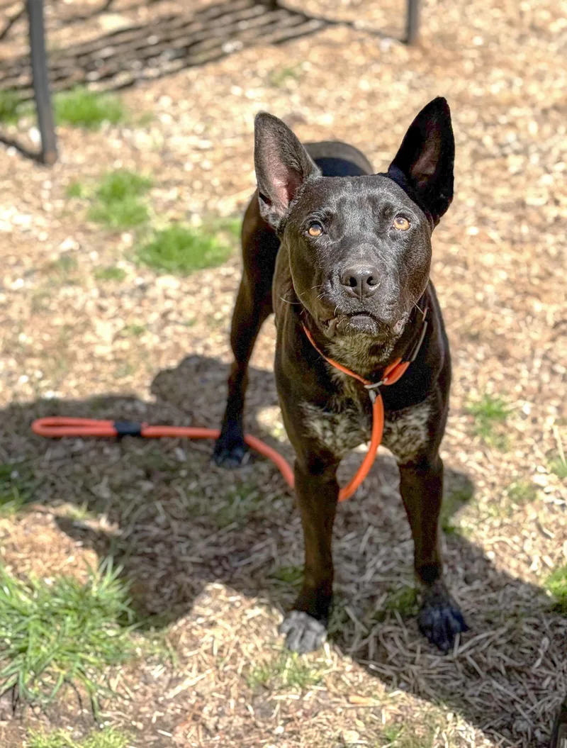 Jax thumbnail 4
