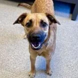 An adult medium-sized female Yellow / Tan / Blond / Fawn Mixed Breed dog named Ziggy for adoption in Lansing, MI