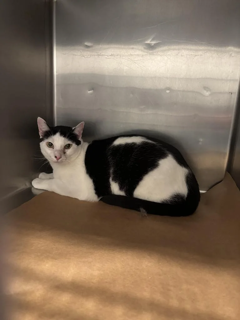 A young medium-sized male Domestic Short Hair cat named Pepsi for adoption in Cartersville , GA