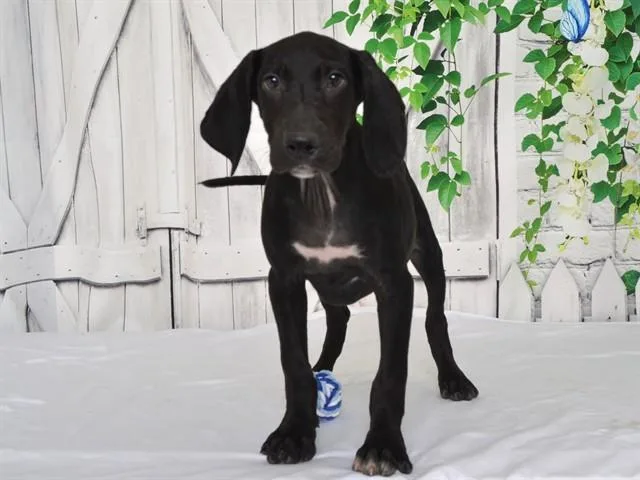 A baby small-sized male Weimaraner dog named Beau for adoption in Oroville, CA