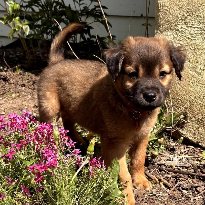 A baby medium-sized male Sable Black Labrador Retriever dog named Chewy for adoption in Potomac, MD
