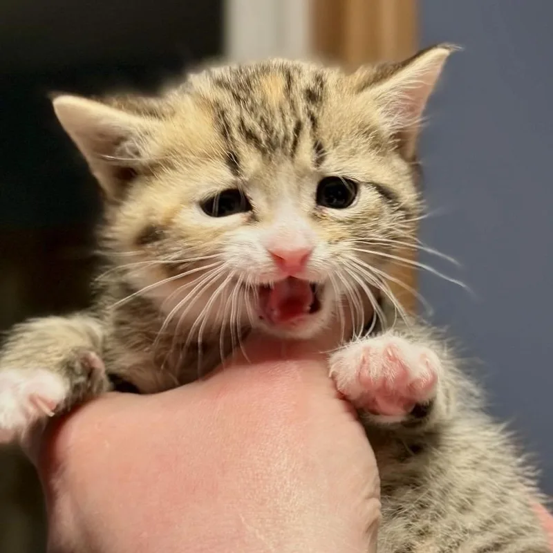 A baby medium-sized female Tabby (Brown / Chocolate) Domestic Short Hair cat named Reilly for adoption in Charles City, IA