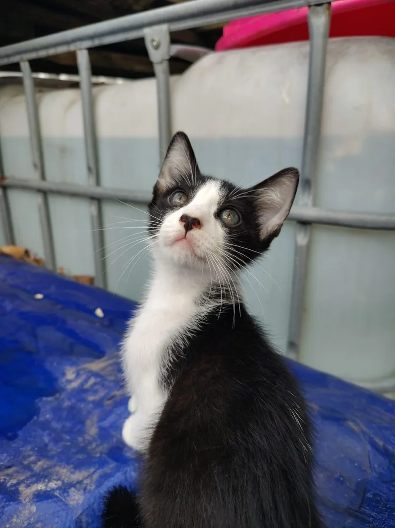 A baby medium-sized male Black & White / Tuxedo Domestic Short Hair cat named Oreo for adoption in Franklin, MA