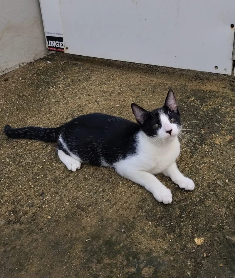 Oreo thumbnail 4