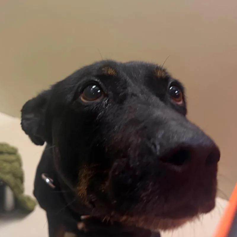 An adult medium-sized female Black Shepherd dog named Sweet Girl for adoption in Philadelphia, PA