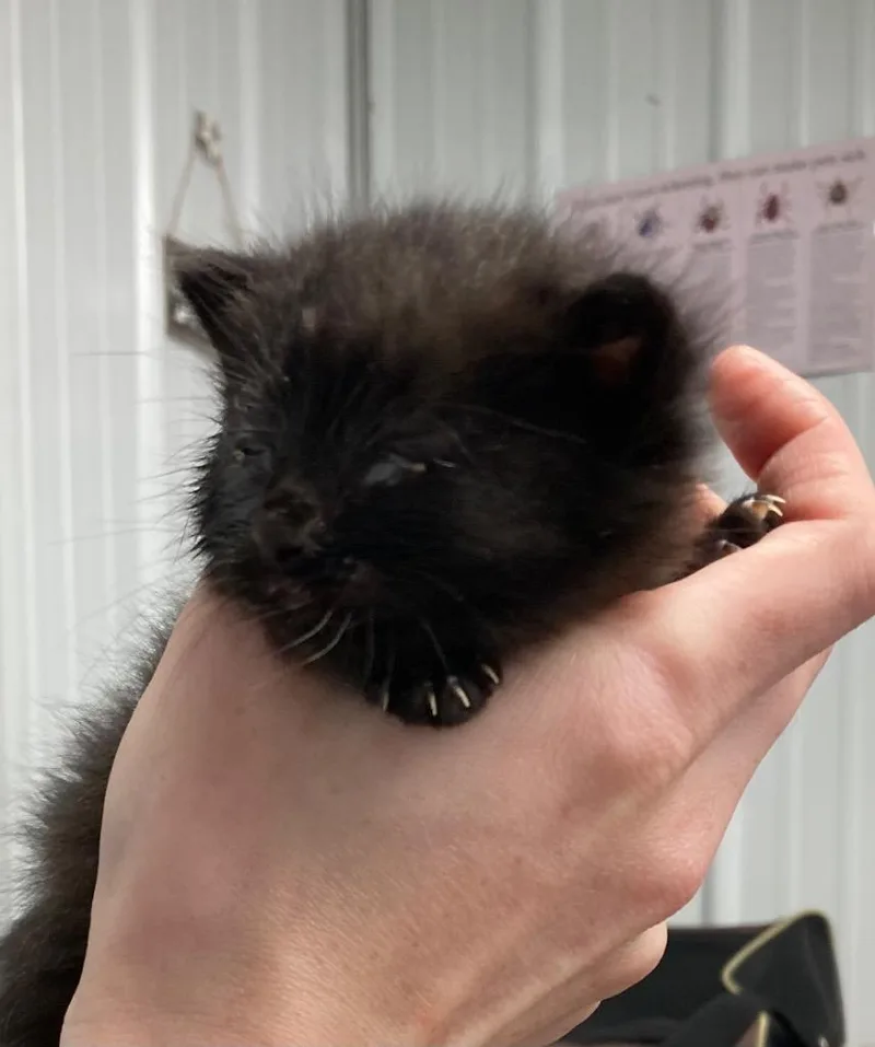 Coco