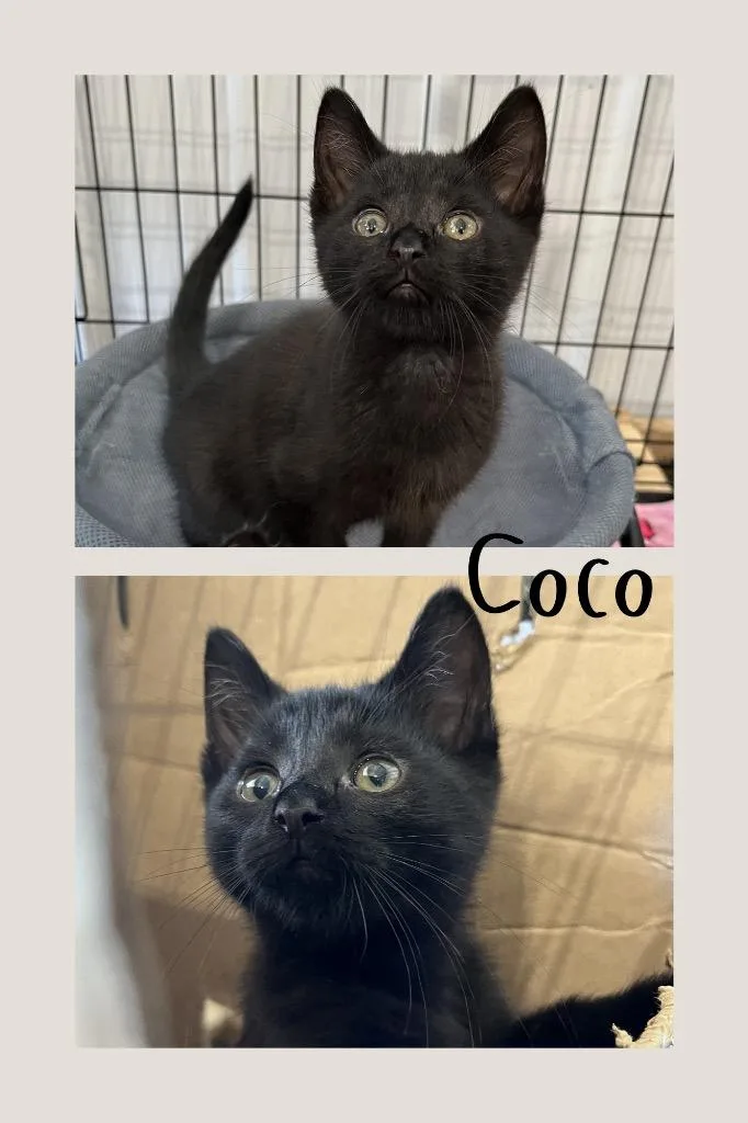 Coco thumbnail 2