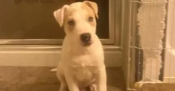 A baby medium-sized female Tricolor (Brown, Black, & White) Labrador Retriever dog named Sage for adoption in Statesville, NC