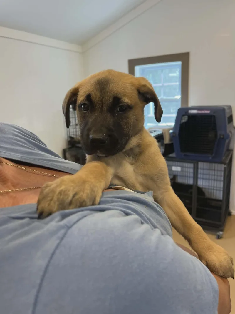 A baby medium-sized female Golden Retriever dog named Licorice for adoption in Havertown, PA