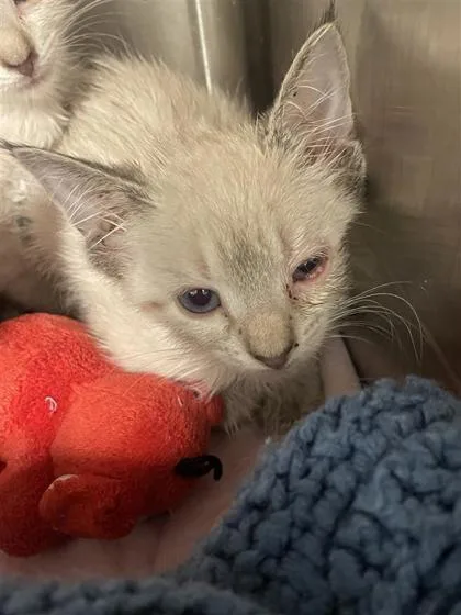 A baby small-sized male Siamese cat named Apple Pay for adoption in West Chester, PA