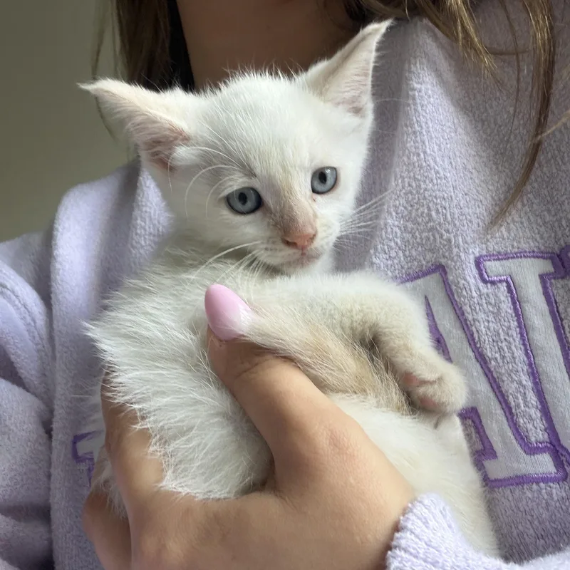 A baby medium-sized male Flame Point Domestic Short Hair cat named Coconut for adoption in jacksonville, FL